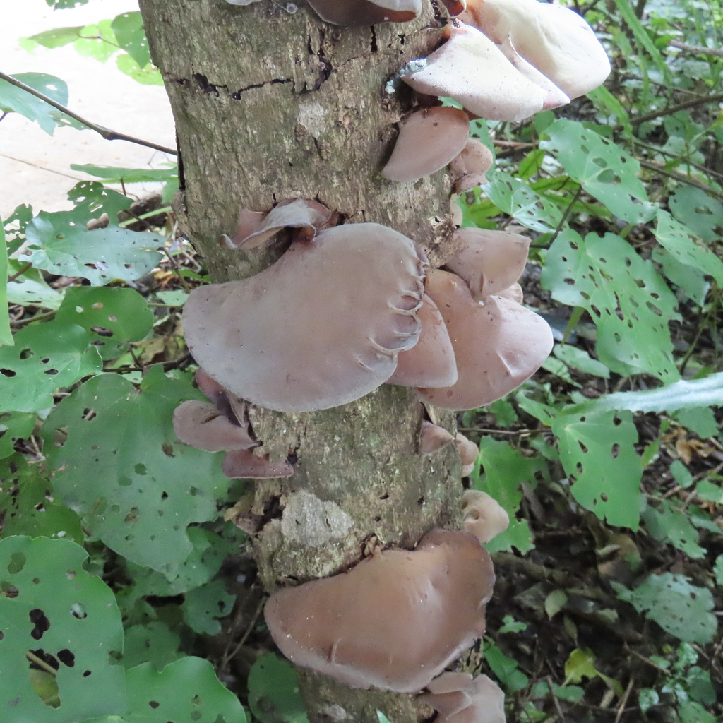 Auricularia cornea · April 2026 · photo: © dianne_and_gordon_purdie (iNaturalist, cc0)