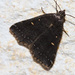 Smoky Tetanolita Moth - Photo (c) Diana-Terry Hibbitts, some rights reserved (CC BY-NC), uploaded by Diana-Terry Hibbitts