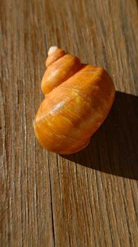 Turbo cepoides