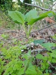 Smilax hugeri