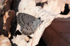 Celastrina ladon