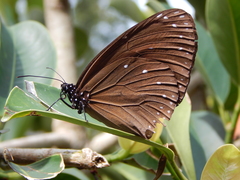 Euploea camaralzeman