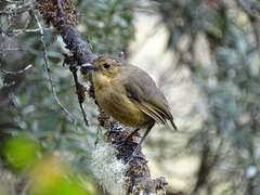 Grallaria quitensis