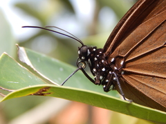 Euploea camaralzeman
