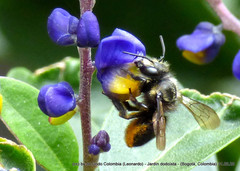 Megachile amparo