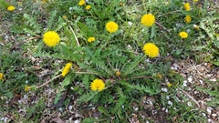 Taraxacum