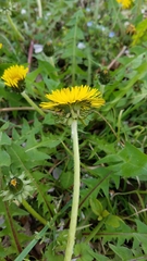 Taraxacum