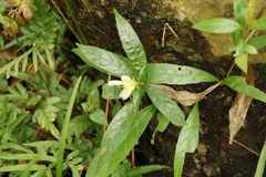 Hemigraphis repanda