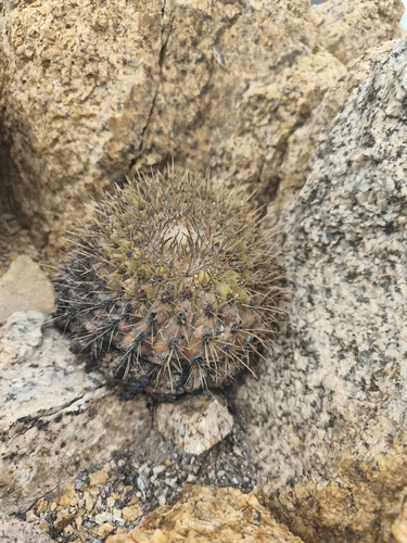 Copiapoa serpentisulcata