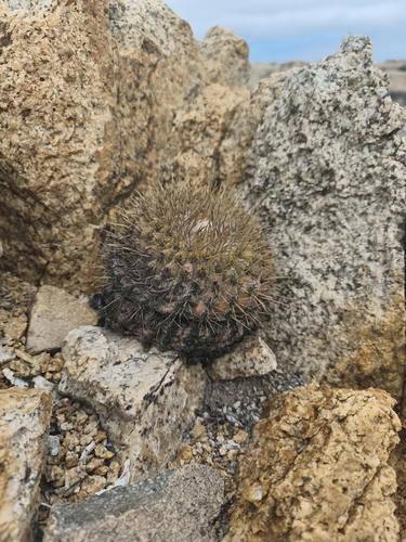 Copiapoa serpentisulcata