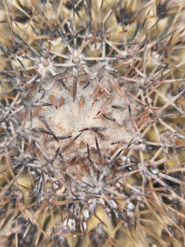 Copiapoa serpentisulcata