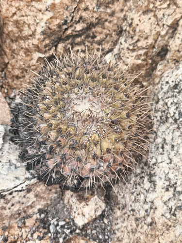 Copiapoa serpentisulcata