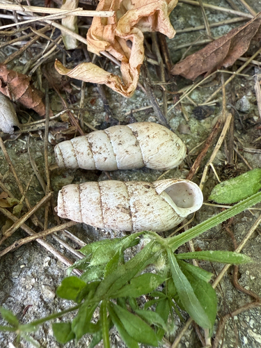 Rumina decollata