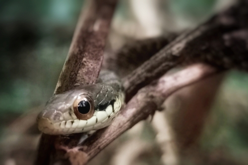 Photo of a Negros Spotted Water Snake (Tropidonophis negrosensis)