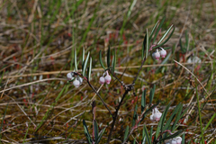 Andromeda polifolia glaucophylla