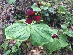 Trillium sulcatum