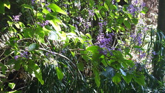 Plectranthus ecklonii