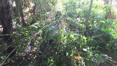 Plectranthus ecklonii