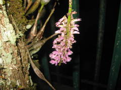 Dendrobium secundum