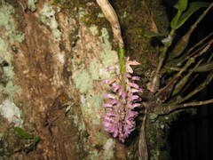 Dendrobium secundum