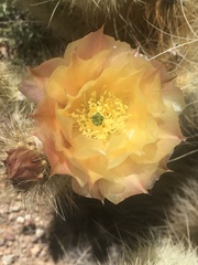 Opuntia diploursina
