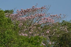 Handroanthus impetiginosus