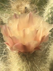 Opuntia diploursina