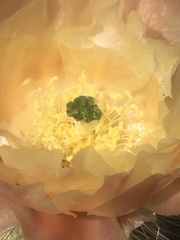 Opuntia diploursina