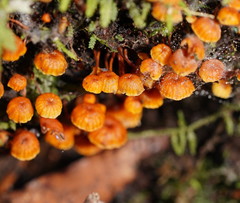 Xeromphalina leonina