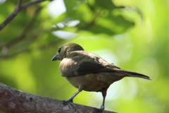 Thraupis palmarum