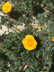 Eschscholzia californica maritima