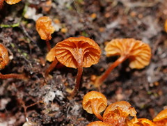 Xeromphalina leonina