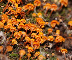 Xeromphalina leonina