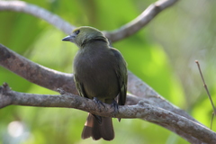 Thraupis palmarum