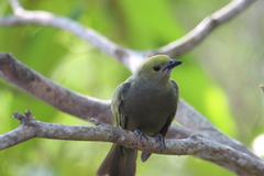 Thraupis palmarum