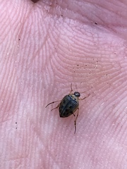 Peltodytes edentulus