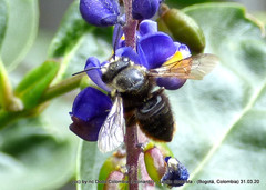 Megachile amparo
