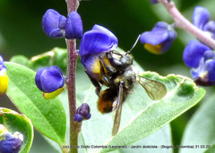 Megachile amparo