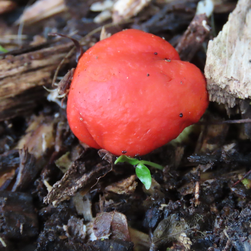 Leratiomyces erythrocephalus · April 2026 · photo: © dianne_and_gordon_purdie (iNaturalist, cc0)