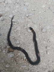 Diadophis punctatus stictogenys