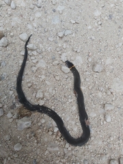 Diadophis punctatus stictogenys