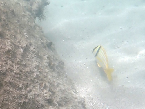Anisotremus virginicus