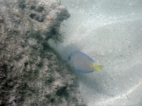 Acanthurus coeruleus