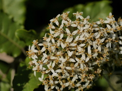 Olearia angulata