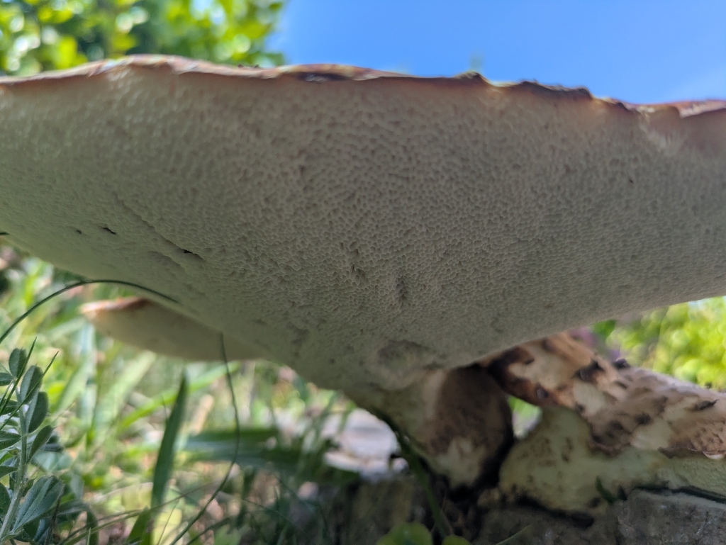 Cerioporus squamosus · May 2026 · photo: © acroceph (iNaturalist, cc0)