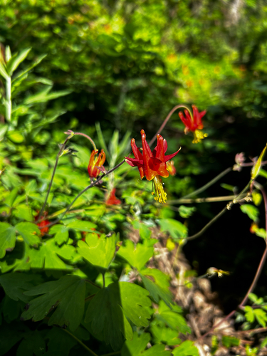 iNaturalist observation photo of western columbine