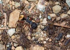 Camponotus suffusus bendigensis