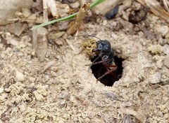 Camponotus suffusus bendigensis