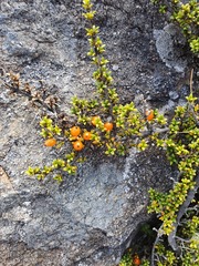 Coprosma fowerakeri