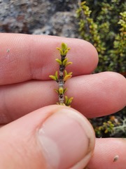 Coprosma fowerakeri